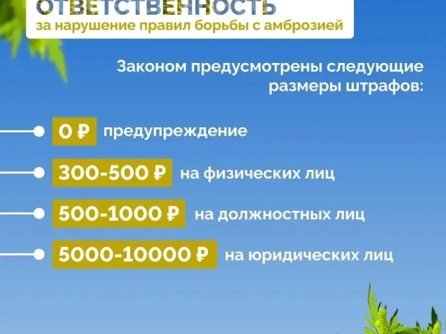Как бороться с амброзией